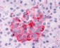 SGK3 Antibody (N-Terminus)